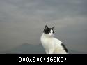 Foto del Vesuvio con gatta