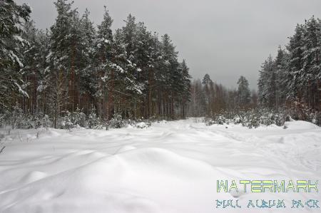 Il bosco d'inverno