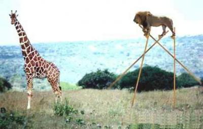 user_1883_savana_jpgx6zmb2