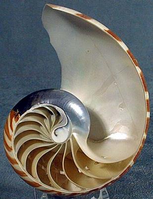 user_87_nautilus